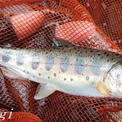 今シーズン最終釣行、支流で良型