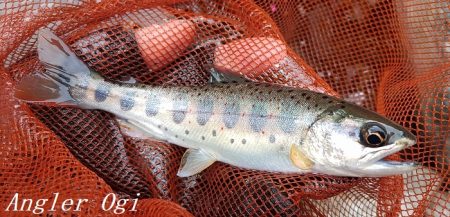 今シーズン最終釣行、支流で良型
