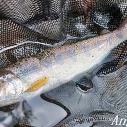 お盆明けの揖保川支流へ