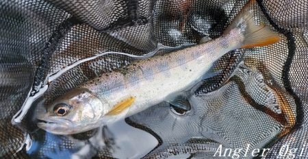 お盆明けの揖保川支流へ