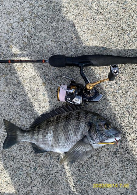 キジハタからの