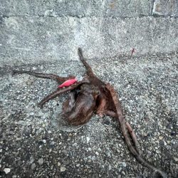 明石タコリベンジジャーズ