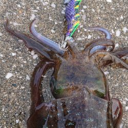 対馬エギング釣果