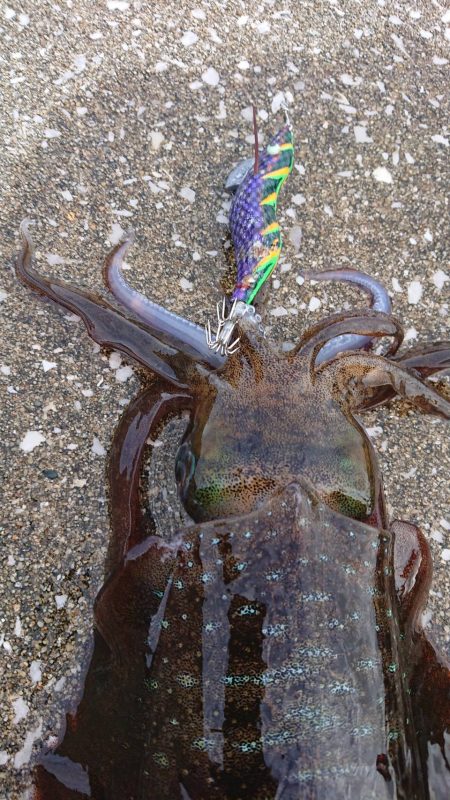 対馬エギング釣果