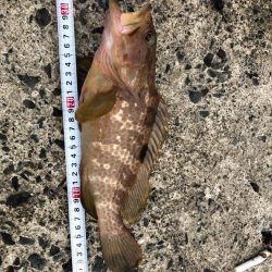 ビギナーズラック