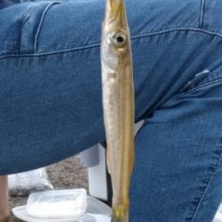 サビキからの泳がせ