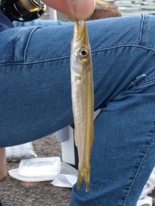 サビキからの泳がせ