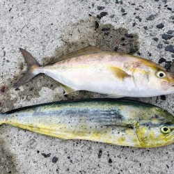 シイラとネイリ