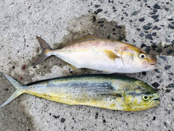 シイラとネイリ