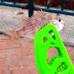 うわさのキッス