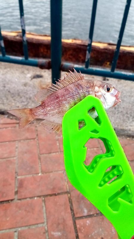 うわさのキッス