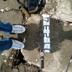 念願のフラット！！！(エイ以外)