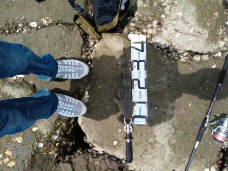 念願のフラット！！！(エイ以外)