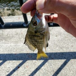 久しぶりのフカセにて。