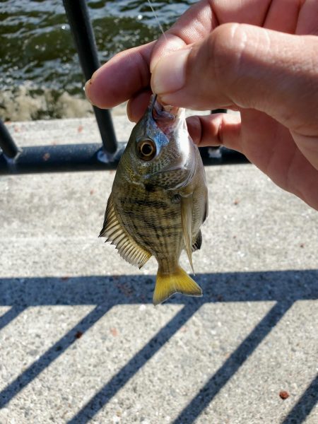 久しぶりのフカセにて。