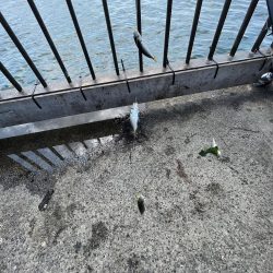 アジしか勝たん