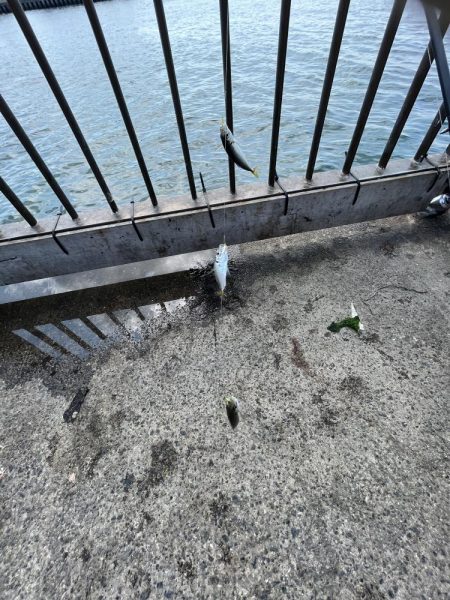 アジしか勝たん