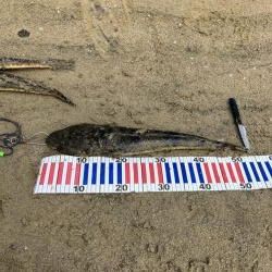 宮津マゴチ祭り