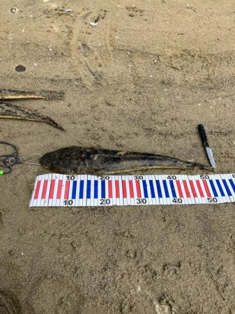 宮津マゴチ祭り