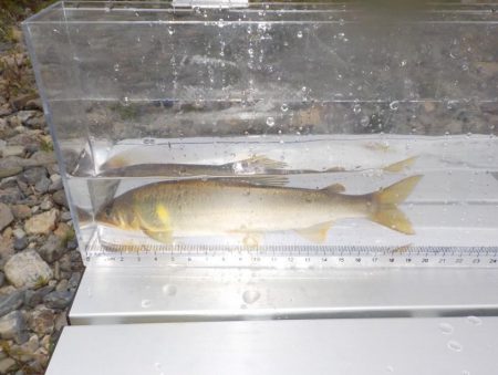 美山　午前好調