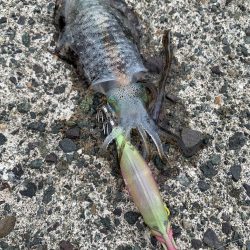 高浜アオリイカ新子調査。