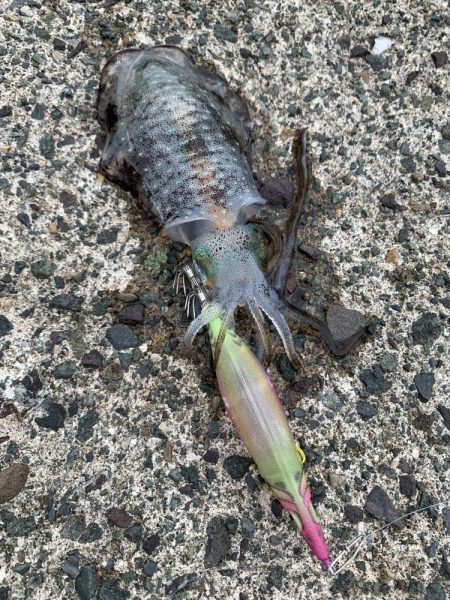 高浜アオリイカ新子調査。