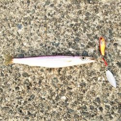 沼島遠征釣行でシーバス