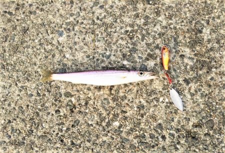 沼島遠征釣行でシーバス