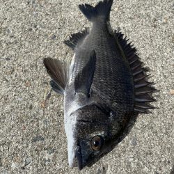 クロダイ落とし込み