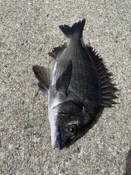 クロダイ落とし込み