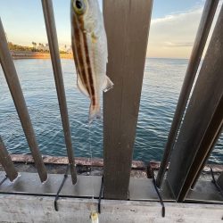 ウリボウマシマシ