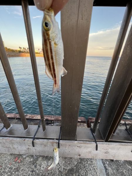 ウリボウマシマシ