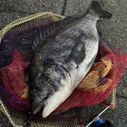 ヘチ釣り