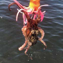 そろそろタコは終盤?