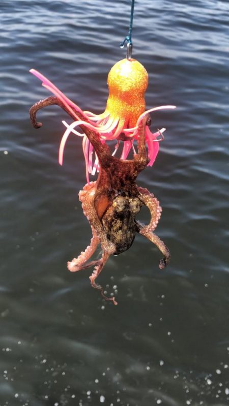 そろそろタコは終盤？