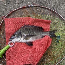 大(50cm)と小(28cm)