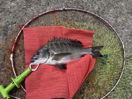 大(50cm)と小(28cm)