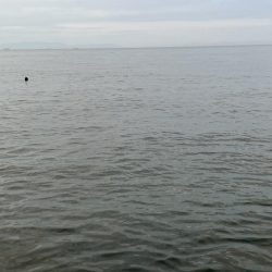 アオリの新子ちゃん