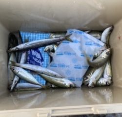 ライトショアジギング