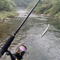 鮎イング>* ))))><