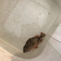 マイクロジグでガシラGET