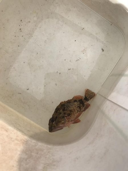 マイクロジグでガシラGET