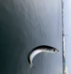 ジグサビキング