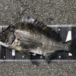 イチノ兄弟、釣果！