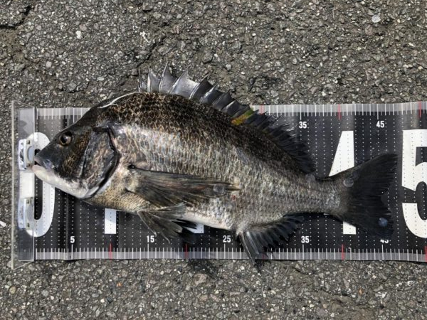 イチノ兄弟、釣果！