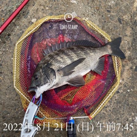 泉大津ヘチ釣り