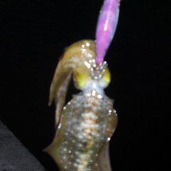 エギング　コロッケサイズ