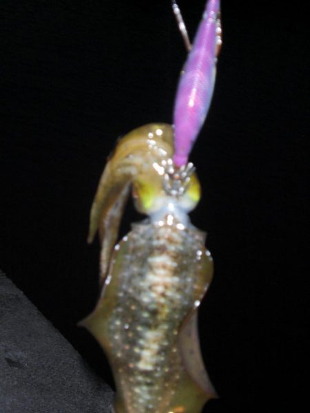 エギング　コロッケサイズ