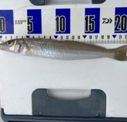 三邦丸さん早朝便