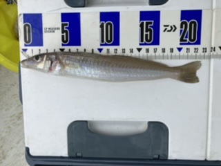 三邦丸さん早朝便